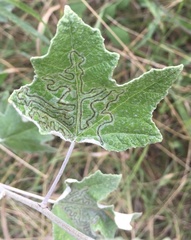 Phyllocnistis labyrinthella