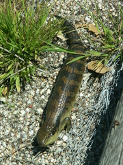 Tiliqua scincoides scincoides