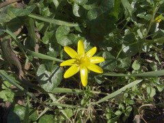 Ficaria verna bulbilifera