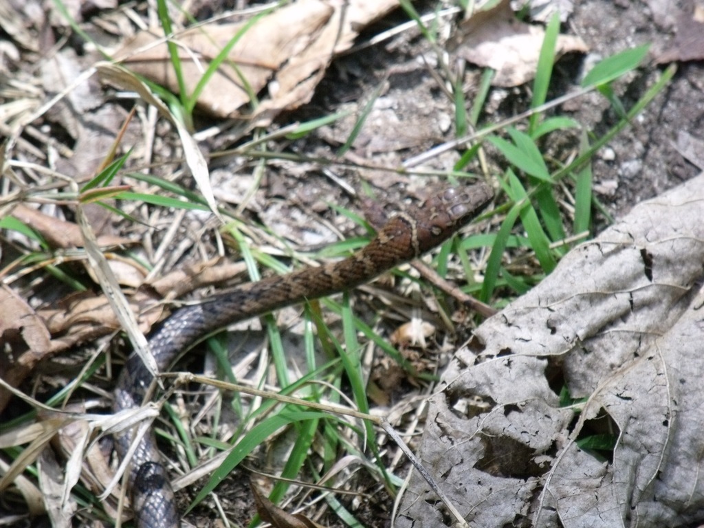 Eastern Stripe-Bellied Sand Snake