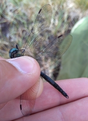 Somatochlora alpestris