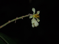 Microcos paniculata