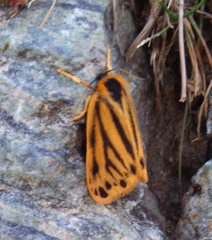 Setina aurita