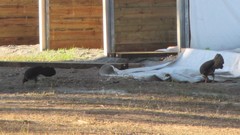 Alectura lathami lathami