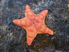 Paranepanthia grandis