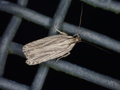 Agonopterix umbellana