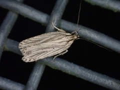 Agonopterix umbellana