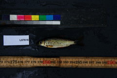 Distichodus maculatus