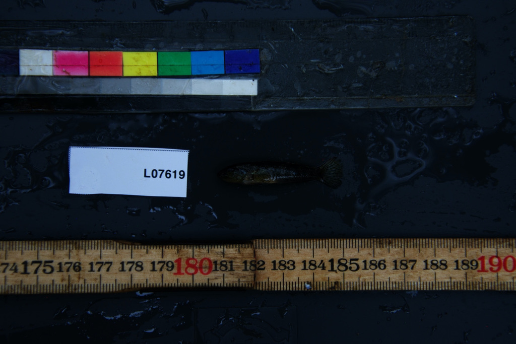 Congo lamprologus (Lamprologus mocquardi) — Cichlidae