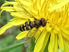 Metasyrphus