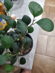 Ficus deltoidea