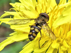 Metasyrphus