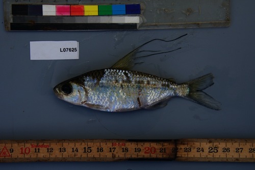 Smallmouth African tetra (Bryconaethiops microstoma) — Alestidae