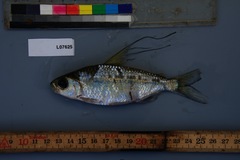 Bryconaethiops microstoma