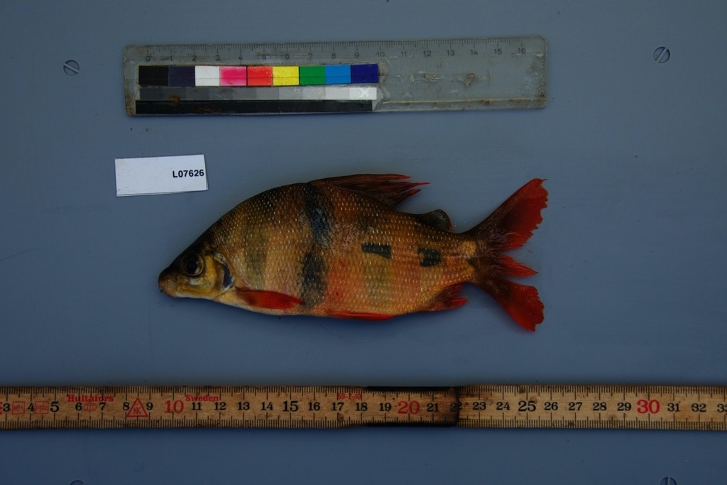 Banded distichodus (Distichodus sexfasciatus) — Distichodontidae