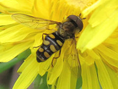 Metasyrphus