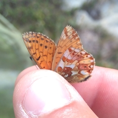 Boloria napaea