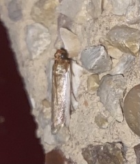 Denticera divisella