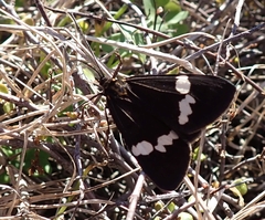 Nyctemera annulata × amicus