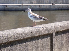Chroicocephalus ridibundus