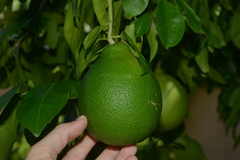 Citrus paridisi