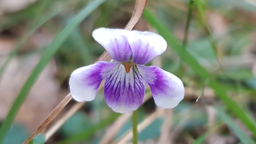Viola banksii