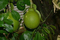 Citrus paridisi