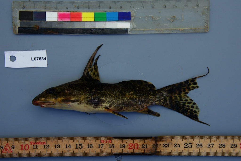 Smits kattenmeerval (Synodontis smiti) — Mochokidae