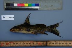 Synodontis