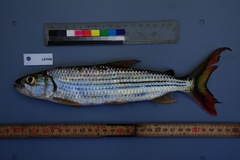 Hydrocynus vittatus