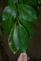 Citrus paridisi