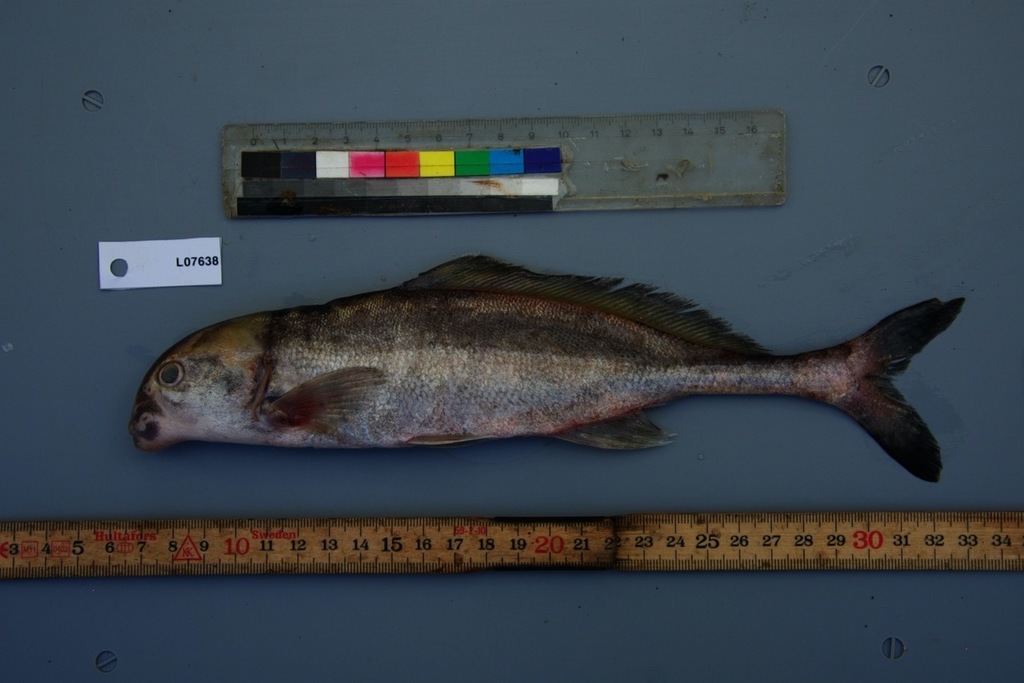 Bottlenose elephantfish (Mormyrus ovis) — Mormyridae
