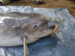 Malapterurus electricus