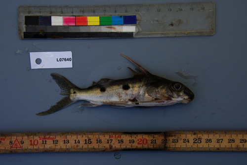Congo squeaker (Synodontis congicus) — Mochokidae — 3