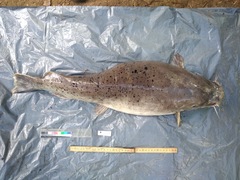 Malapterurus electricus