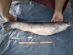 Malapterurus electricus