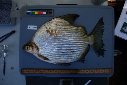 Lake Chad citharine (Citharinus gibbosus) — Citharinidae