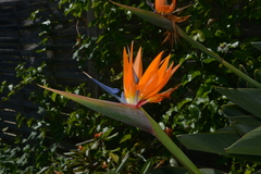 Strelitzia reginae