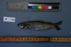 Distichodus maculatus