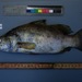 Lates - Photo (c) Fish and Benthos survey Chinko, osa oikeuksista pidätetään (CC BY-NC), lähettänyt Fish and Benthos survey Chinko