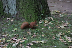 Sciurus vulgaris