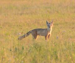 Vulpes corsac