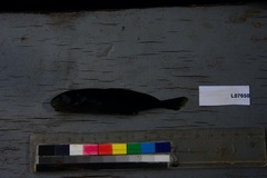 Myomyrus macrodon