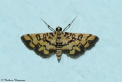 Glycythyma chrysorycta