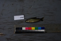 Distichodus maculatus