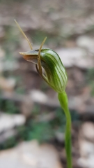 Pterostylis oblonga
