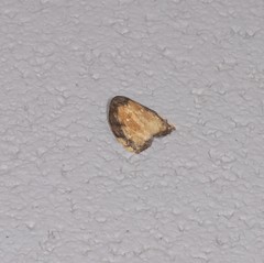 Hemonia micrommata