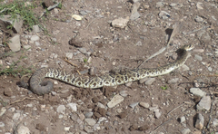 Crotalus molossus oaxacus