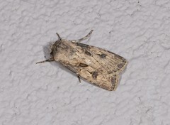 Agrotis interjectionis