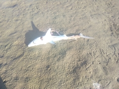 Carcharhinus brevipinna